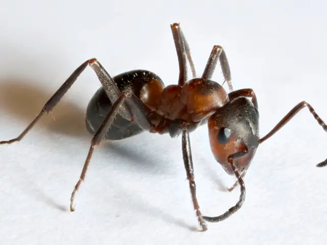 Efficient Methods for Ant Elimination