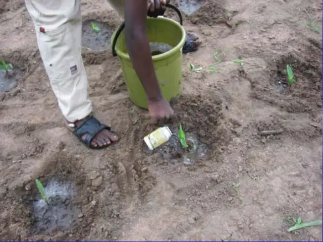 Best Kratky Hydroponic Bucket Systems for Effortless, Hassle-Free Plant Cultivation