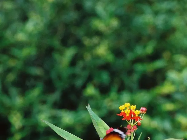 Butterfly Magnet: Unveiling the Top 10 Flowers that Entice Beautiful Butterflies