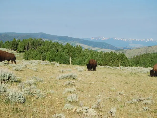 Unexpected discovery: One realizes that a single trail camera isn't sufficient; instead, a...