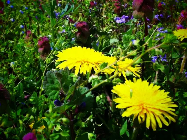 Boost Your Yard with 8 Endemic Floral Species for a Vibrant Landscape