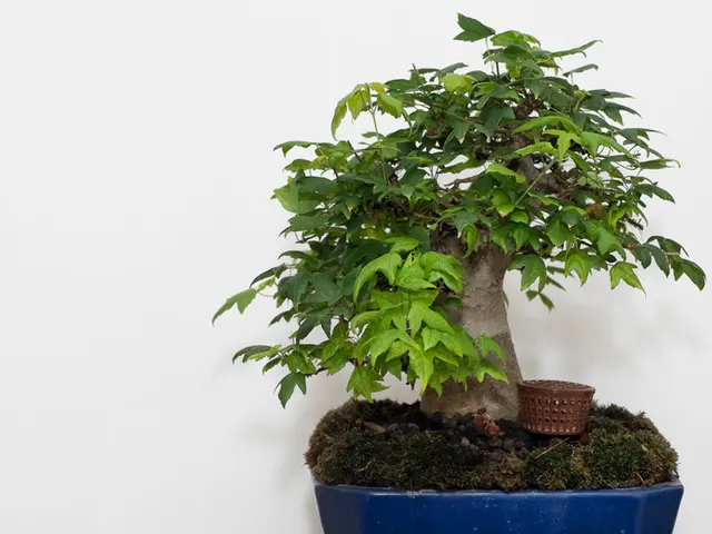 Selecting Bonsai Branches for Air Layering: Identifying Ideal Branch Options