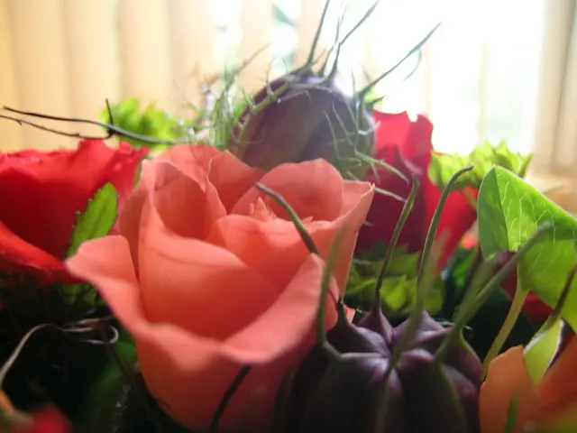 Guide on Germinating a Peach Pit to Nurture Your Own Tree