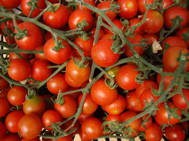 Avoid Being Deceived by These 11 Misconceptions about Tomatoes: Essential Elements for Your Garden