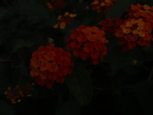 Easy-Care, Water-Resistant Plants for Durable Garden Edges - Effortless Greenery for Minimal Upkeep