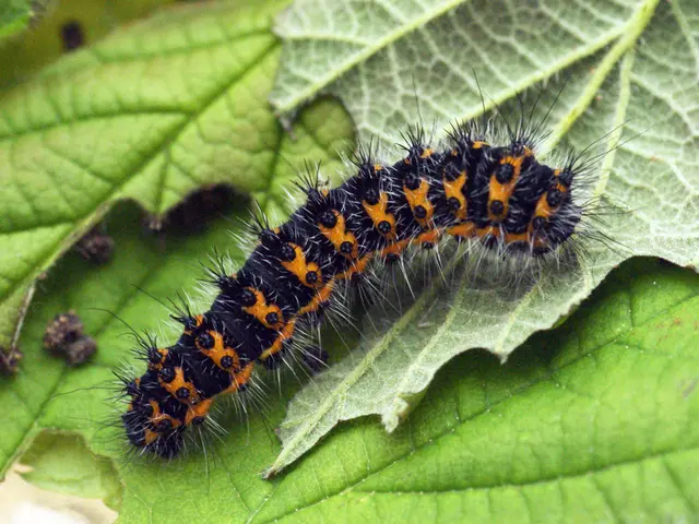 Identifying and Managing Infestations of Western Tent Caterpillars