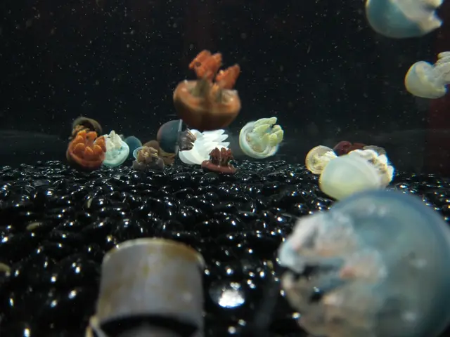 Chickpea Froth or Foamed Chickpea Creation