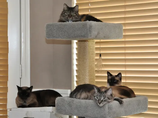 Annual Feline Celebration Hosting 17 Felines Indoors