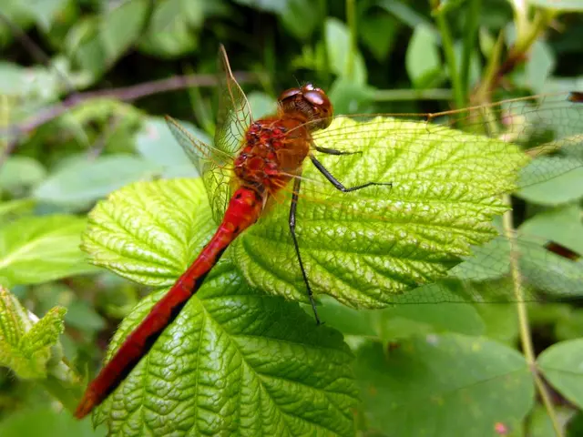 Ohio's pesky rivals in nature: Praying Mantises