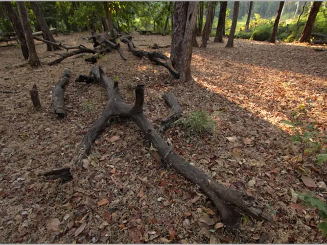 Guiding Bonsai Branches through Air Layering: Applying Girdling and Hormones