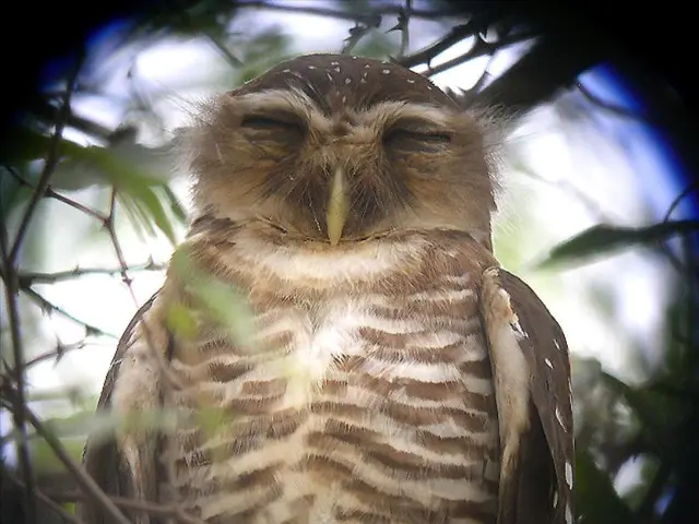 Celebrating the Night's Stealthy Protectors: International Owl Awareness Day Honors These Silent...