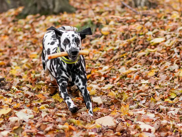 Today is National Spoil Your Dog Day, with dogs across the nation excitedly wagging their tails...