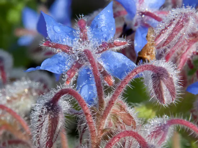 August-Friendly Plants for Budget-Friendly Garden Border Expansion Through Propagation