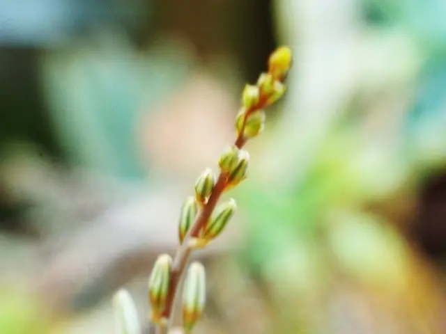 Houseplant Guidance: Dracaena fragrans, commonly known as Corn Plant