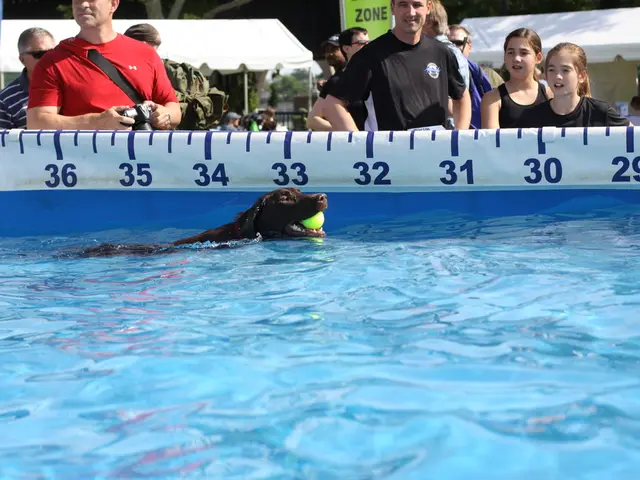 Pool Safety Advice from Trainer: Three Strategies to Ensure Your Dog's Safety (And Second...