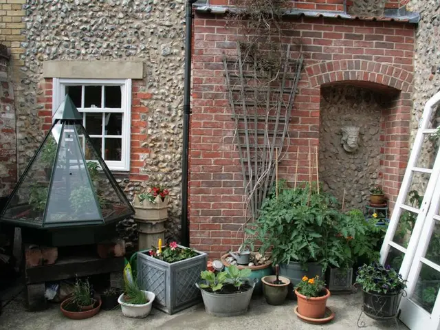 Guide for Indoor Zinnia Seed Sowing