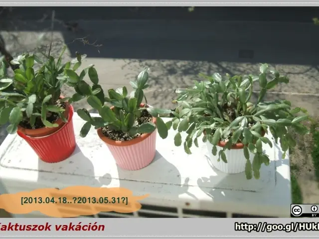 Monitoring Soil Hydration: A Brief Guide for Vibrant Vegetation