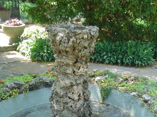 Transferring Soil for Money Plants: A Comprehensive Guide