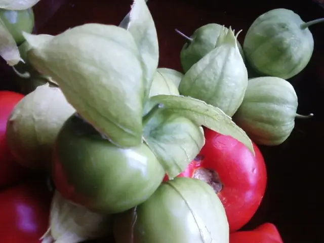 Planting choices for August: Exploring leafy greens and colorful root vegetables