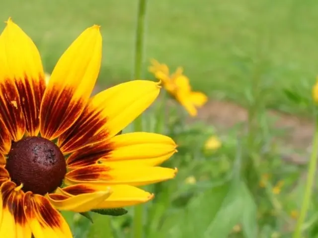 Transform a sprawling lawn into a vibrant wildflower field