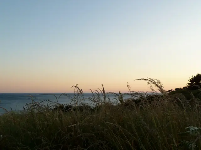 Tackling Overwatered Lawn Issues: A Guide