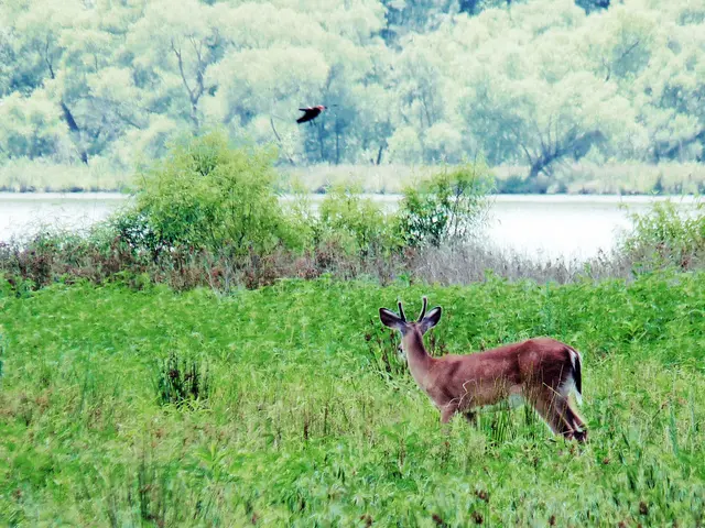 "London's urban foxes are drawing crowds, as the scent of a McDonald's Happy Meal attracts them;...