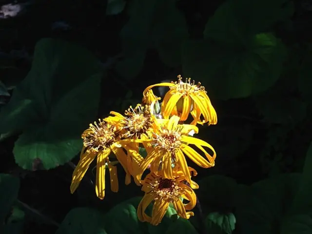 Yellowing Orchid Leaves: Common Causes and Solutions Explored