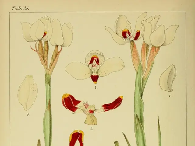 Gardening with a pest-fighting twist: discover 5 plants that lure ladybugs and swarm them to your...