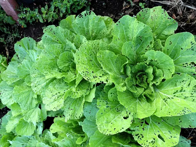 Optimal Moments for Harvesting Spinach from Your Garden: Guidance on Picking Times