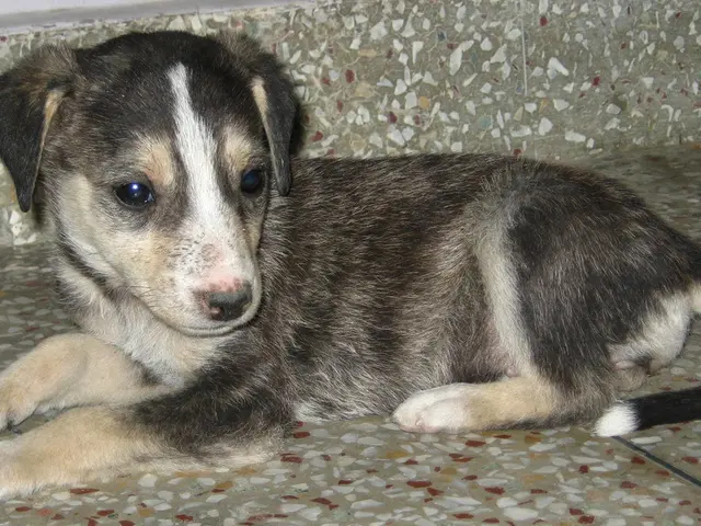 Top Five Veterinarian-Recommended Strategies for Easing Puppy Rearing - Simplify Your Life with...