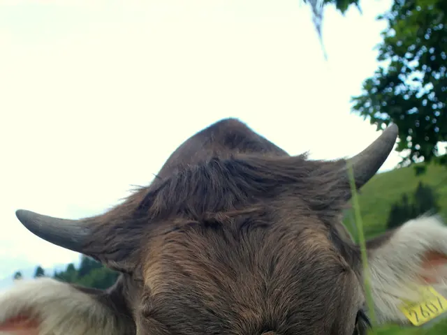 Image of a Cow Adorned with a Wrap depicting a Saying, presented in PNG format.