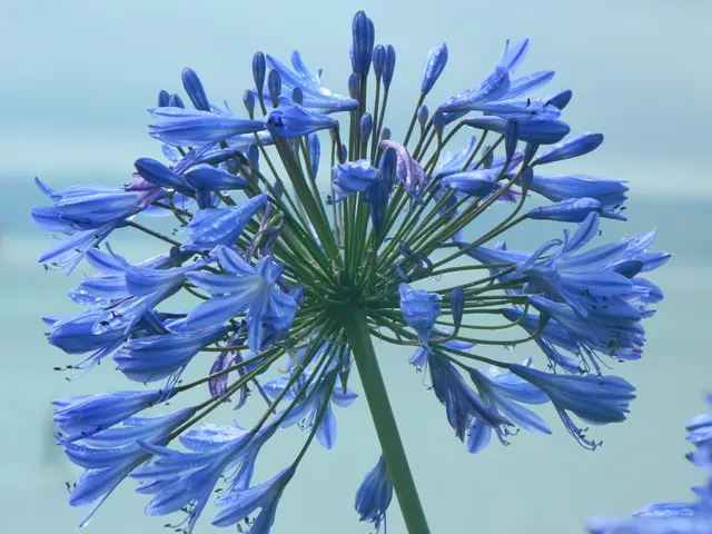 Details unveiled at RHS Autumn Conference about the Chelsea Flower Show 2025: learn who will be...