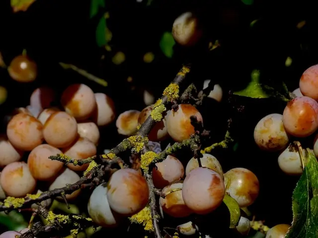 Guidance on Propagating Umbrella Plants: A Comprehensive Step-By-Step Guide