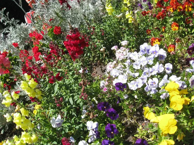 15 Hardy Summer Blooms from the USA Ideal for Your Flower Bed