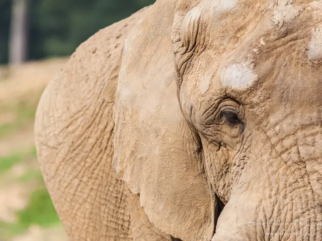 Celebration of the world's first laboratory-born elephant takes place in Turkey on World Elephant...