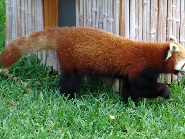 Juvenile Red Pandas in Peril at Herberstein