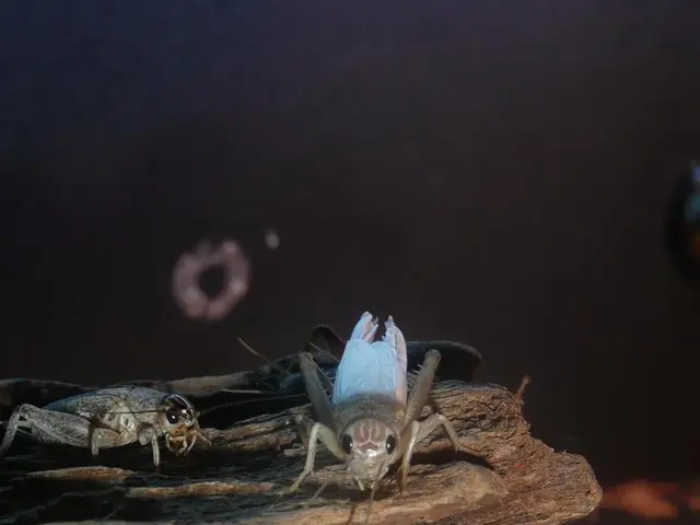 Strategies for Eliminating Pill Bugs (Woodlice)