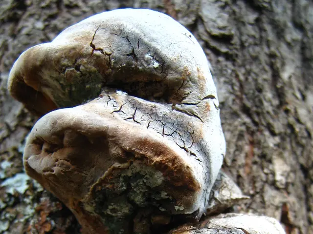 Pharmaceutical pill leads to elimination of tomato fungus