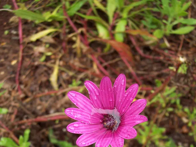 Frequent Hydration for Sun-Loving Daisies: What's the Ideal Watering Schedule?