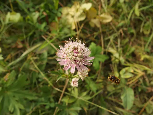Tending to Garden Beds in Spring: Preserving Habitats for Pollen-seeking Creatures