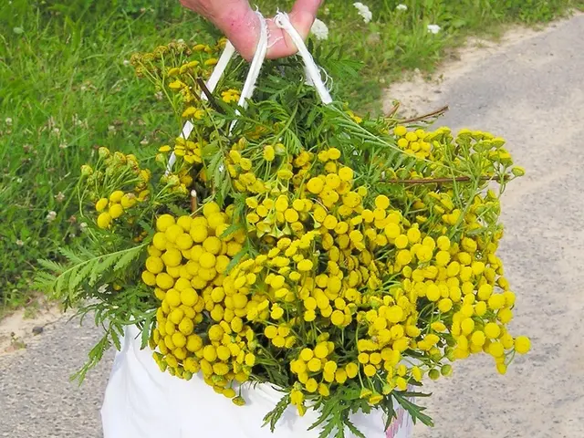 Cleared pathways and driveway of stubborn weeds in under an hour with the help of this ingenious...