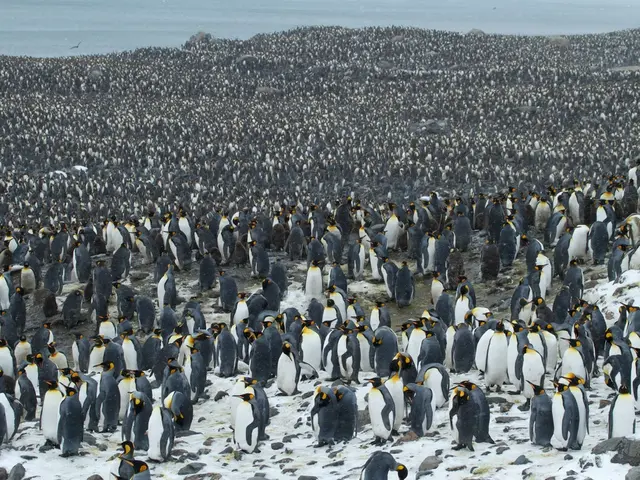 Marine Penguins Exhibit Scientific Skills - Highlighting World Penguin Day Focus