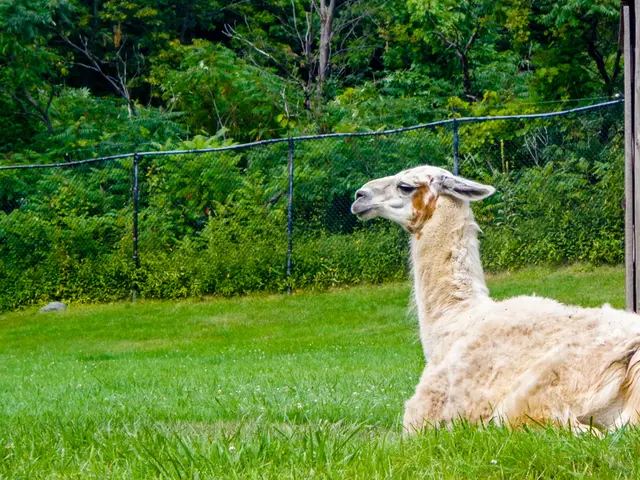 Youngest Animal Residing within Bürgerpark Bremen's Enclosure