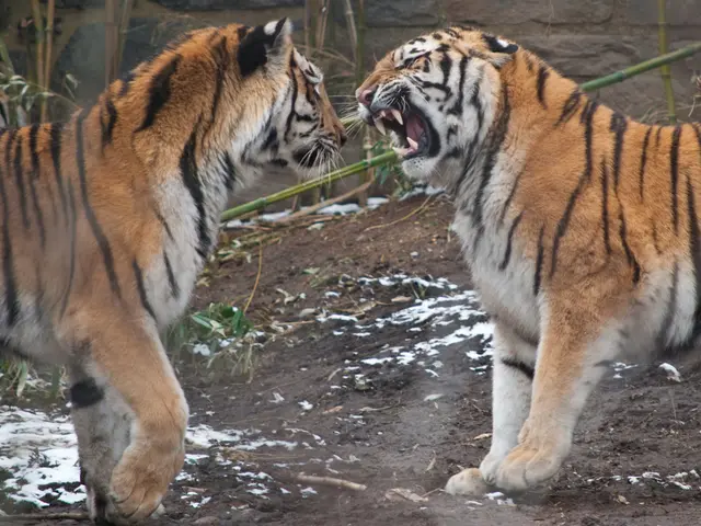 Six indications revealing a tiger's presence at a wildlife reserve