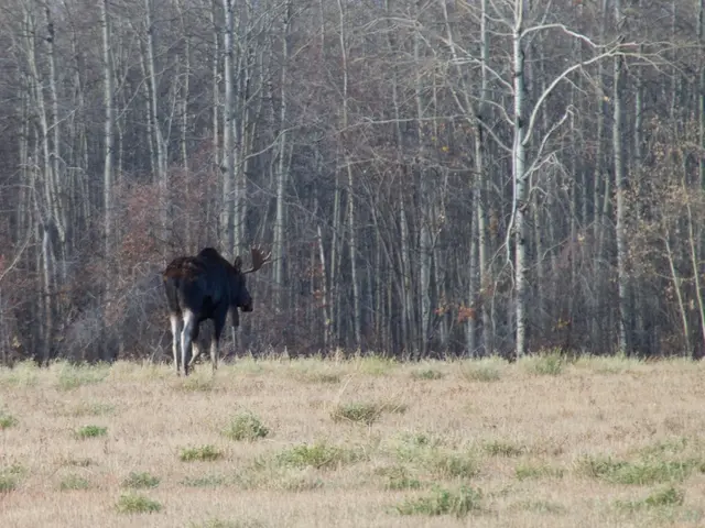 Eliminating Common Buckthorn Shrubs: A Guide on Dealing with Invasive Buckthorn