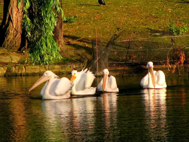 Large turnout at the Duck Race: more than 2000 people attend the Quietscheen's unveiling