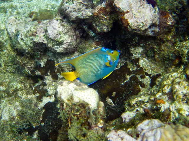 Second-place winning work at the Reefscape Ocean Art 2019, by artist Nicholas More.