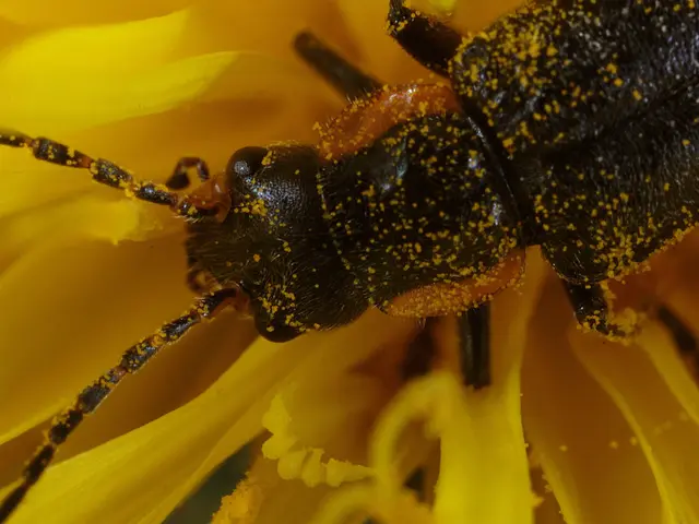 Fall Wasps Pose a Threat Early On - Discover 7 Natural Plants That Deter Wasps in Your Garden,...