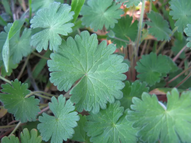 Removing Stinging Nettles: A Guide to Eradicating Nettle Plants