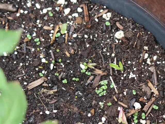 Guideline for Growing Hostas: A Detailed Walkthrough